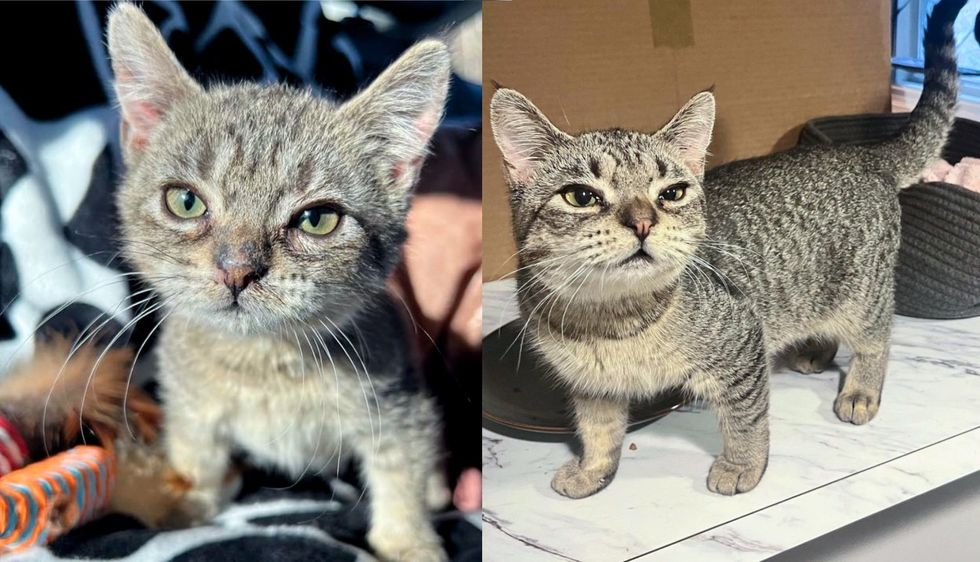 Young Cat with an Old Soul Grows Slower Than Others, They Realize She's a 'Forever Kitten'