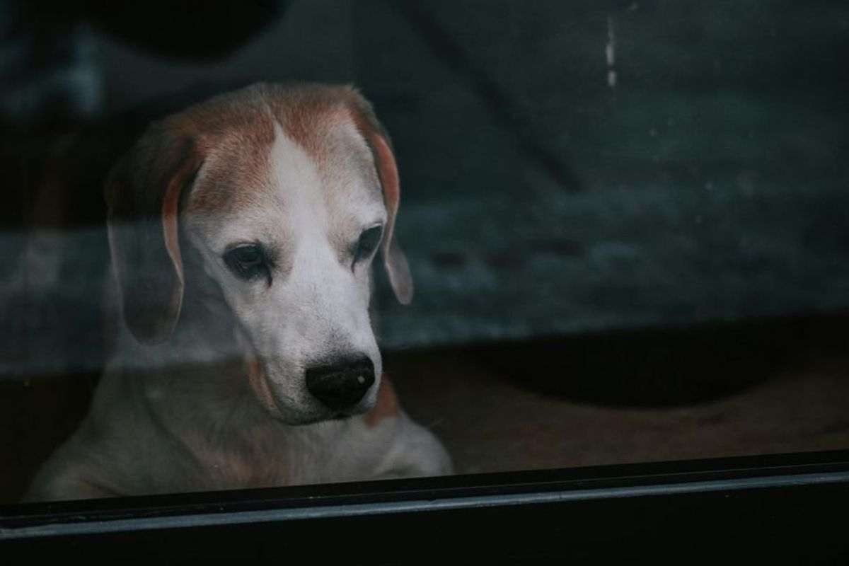 dog looking out a window