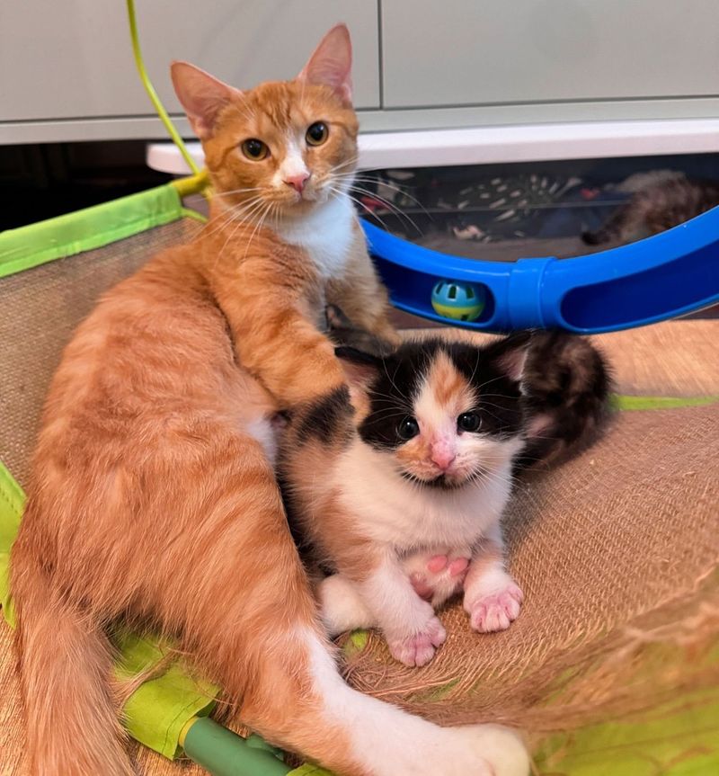 cat snuggling kittens