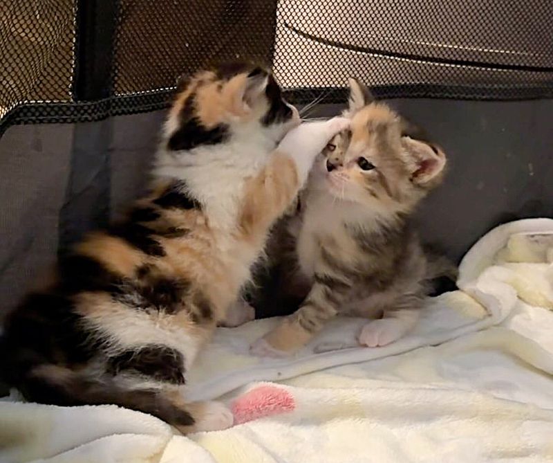 kittens playing calico