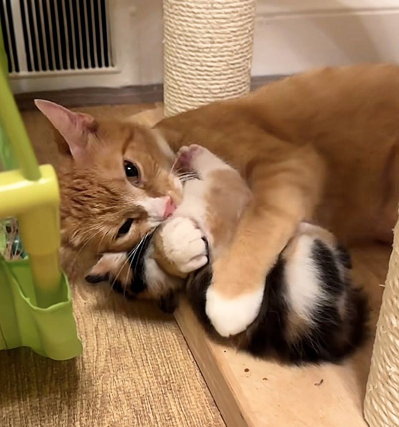 cat mom hugs kitten calico