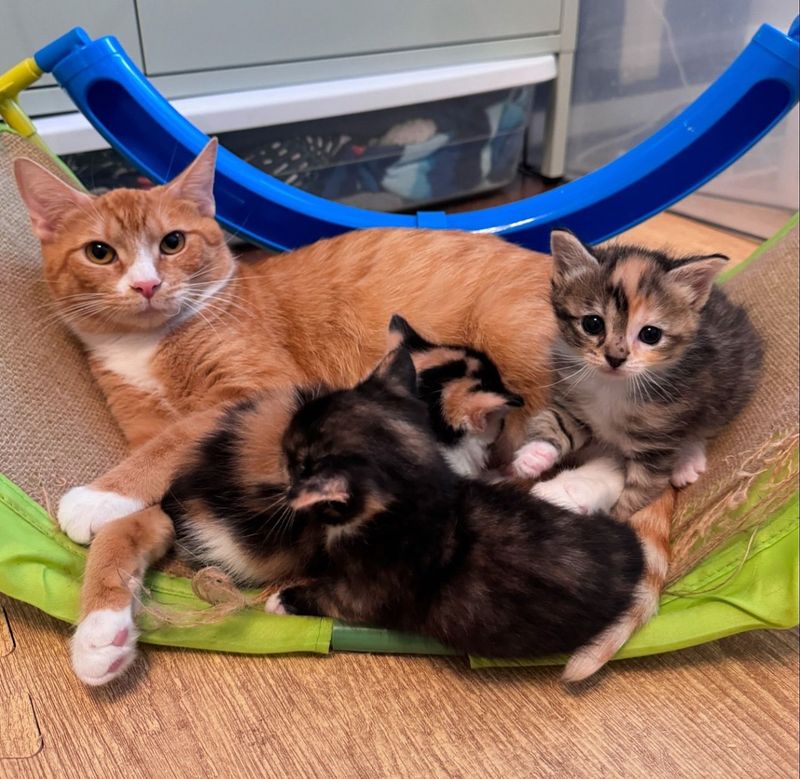 cat mom nursing kittens