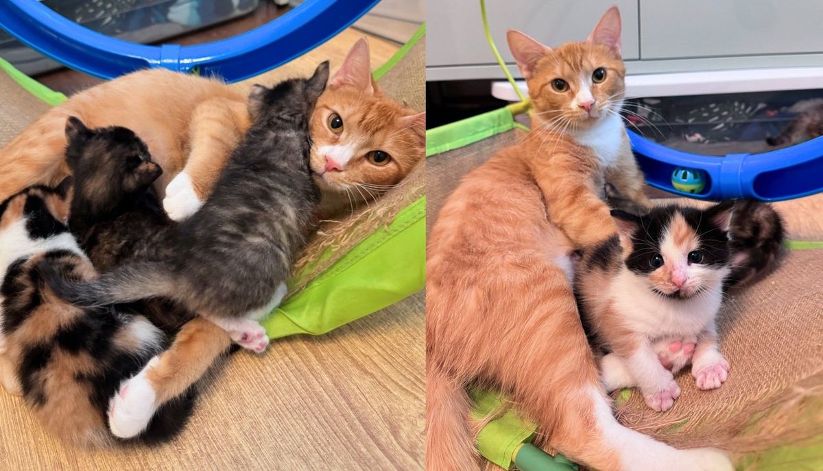 Cat Chirps with Renewed Hope to Her Kittens When Someone Takes Them Out of Shelter, Promising Them Good Life