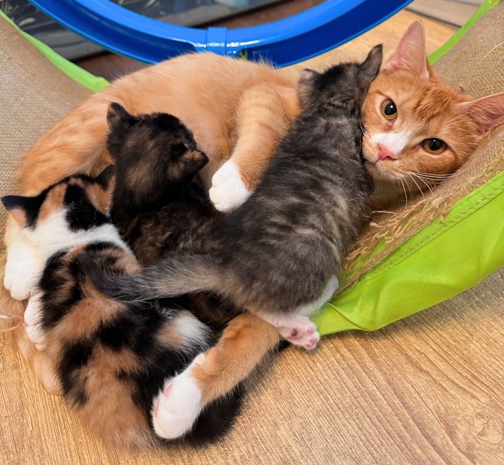 cat mom nursing kittens