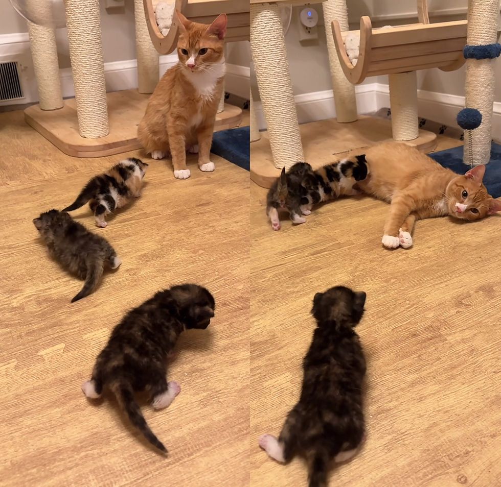 kittens follow cat mom