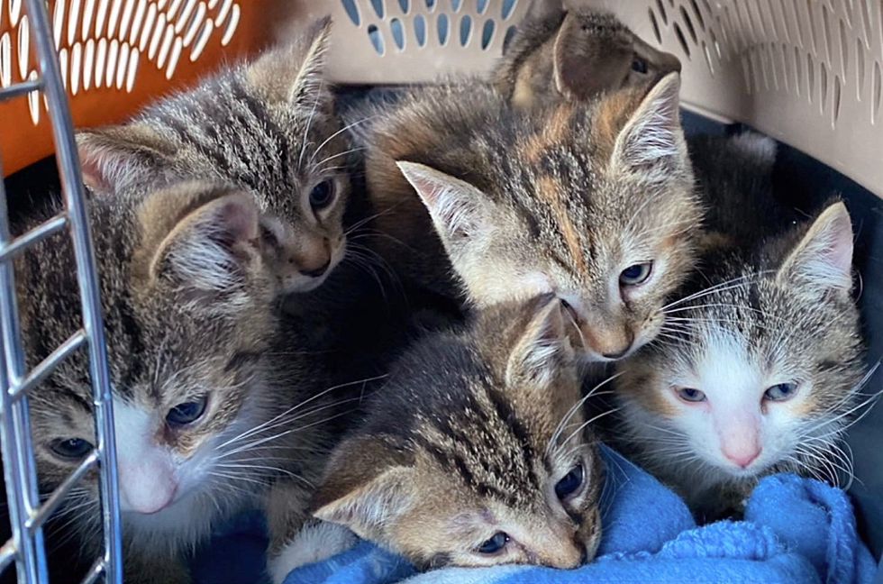 kittens siblings rescued