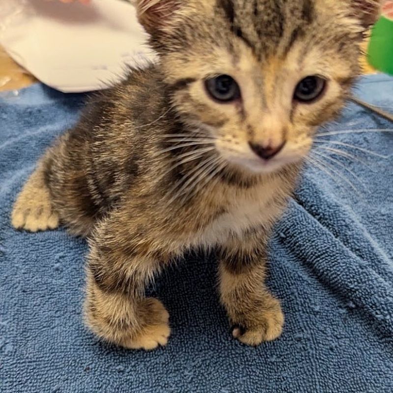 tabby kitten paws