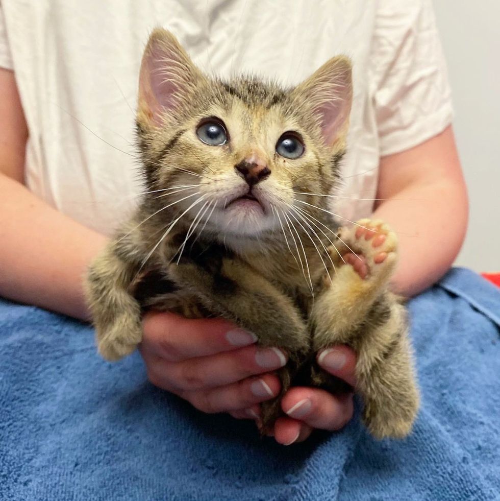 tabby kitten paws toes