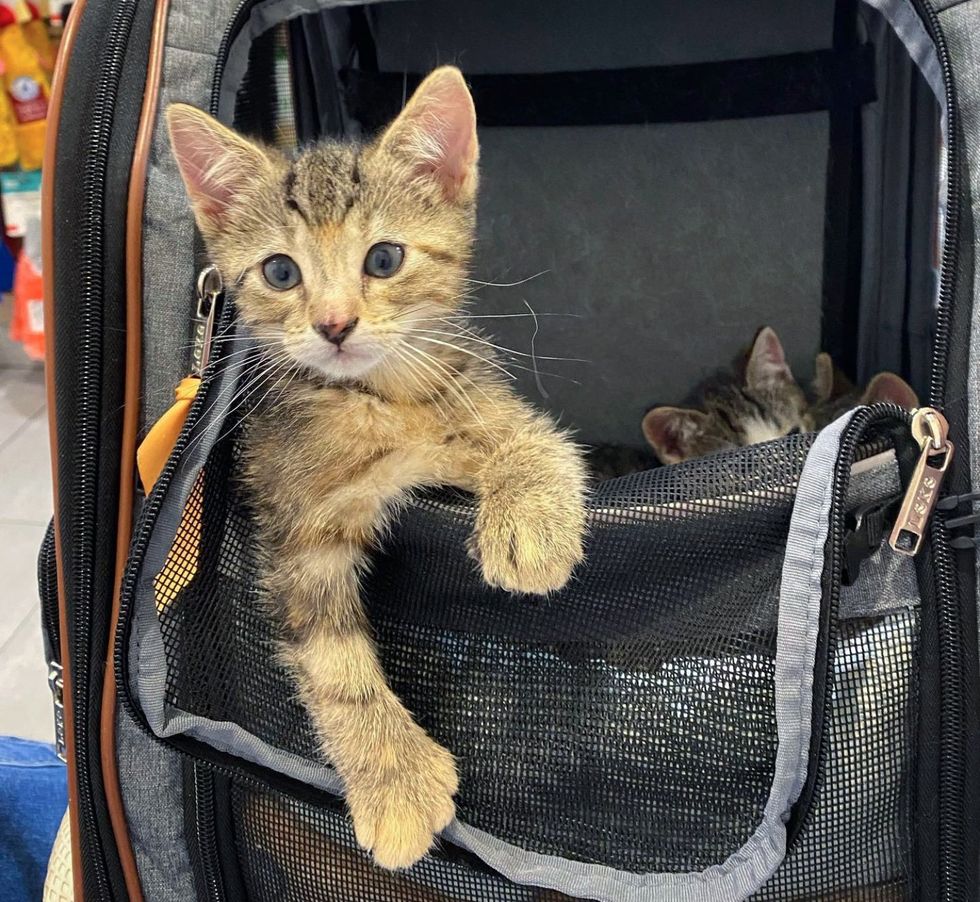 kittens carrier snuggles