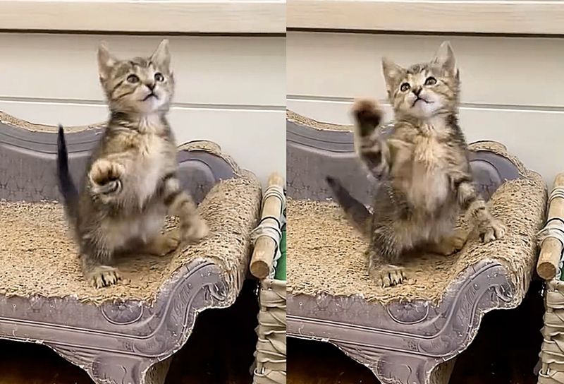 playful tabby kitten