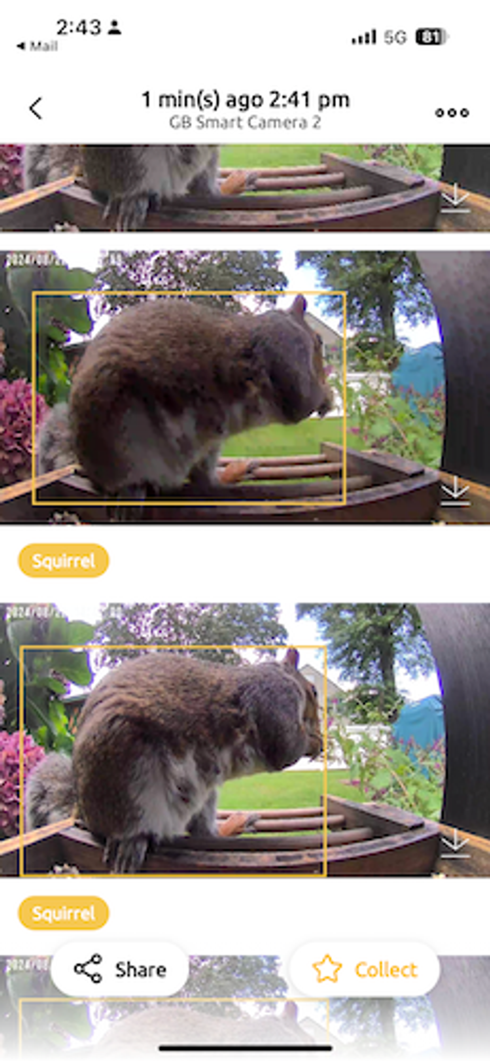 Screenshot of Birdfy app showing a squirrel eating the food and camera's AI identifying the animal as a squirel