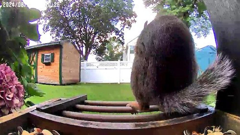 Photo of a squirrel in the bird feeder eating food