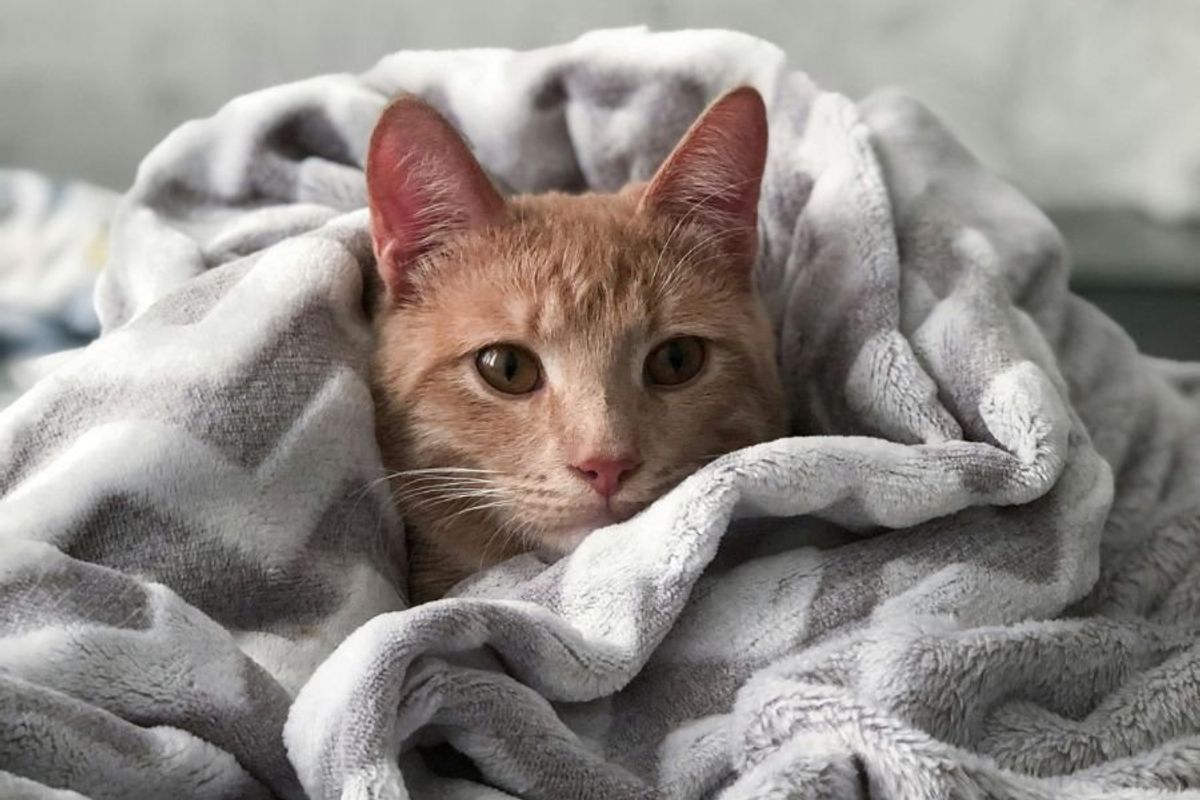 cat in a blanket