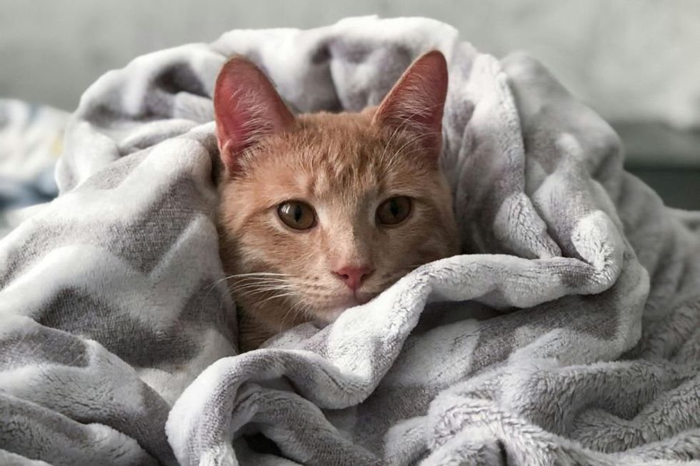 Gen Zers are surrendering their pets because they can't afford them. It's a wake-up call.