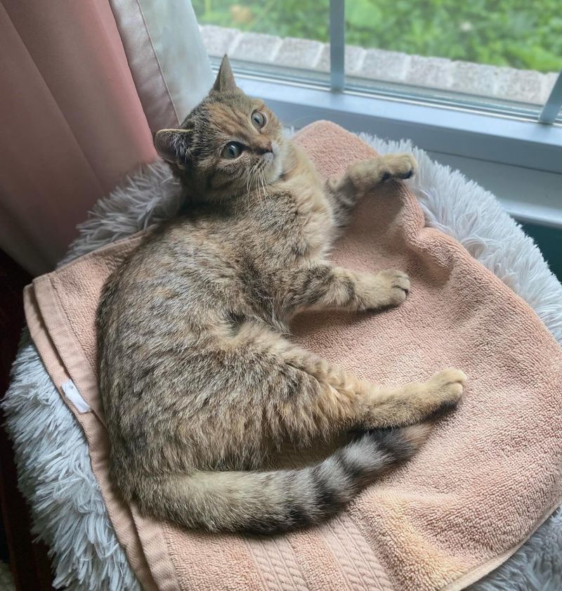 tiny cat window sunbathing