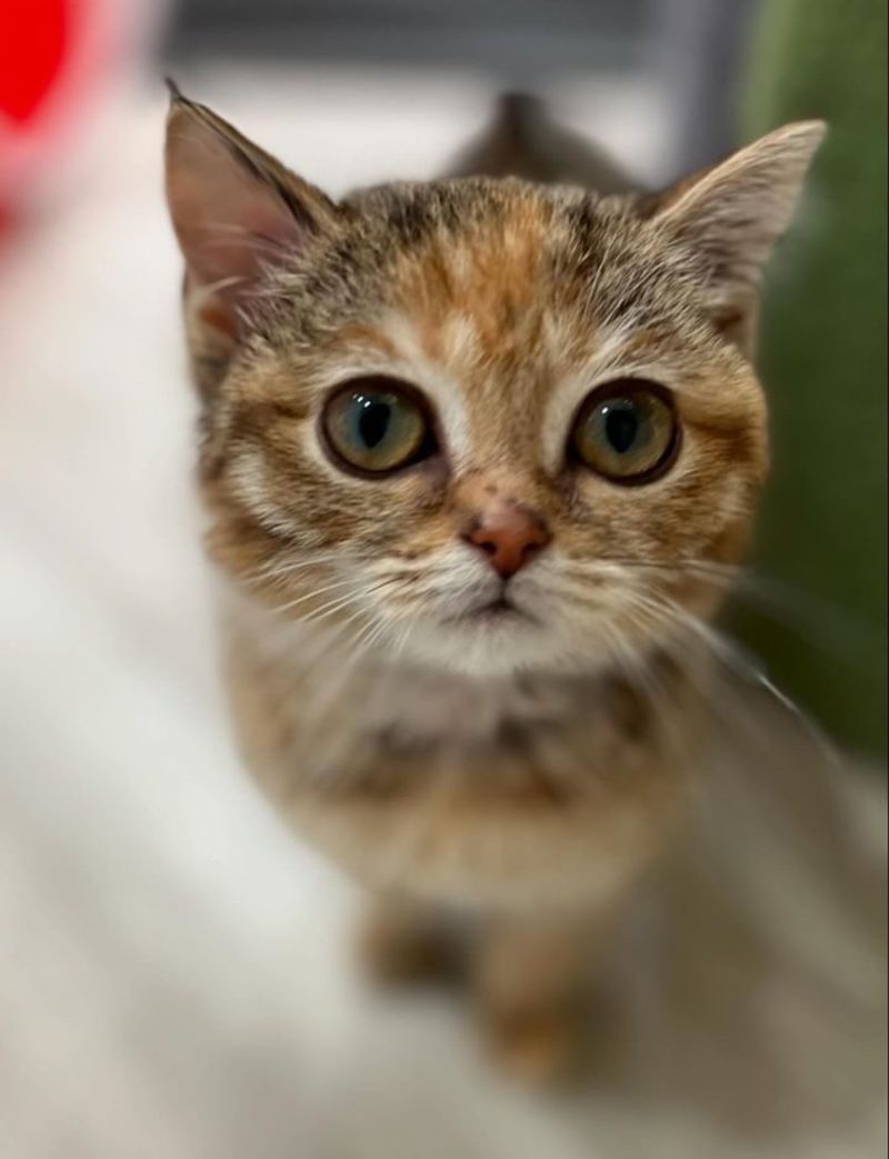 tabby cat big eyes