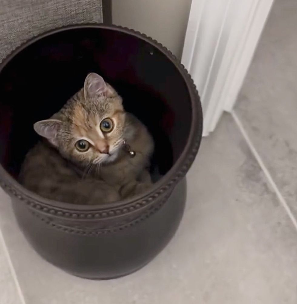 tiny cat hiding can