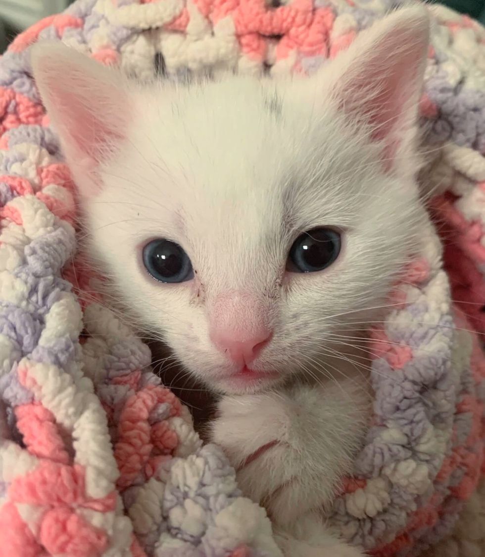 tiny white kitten