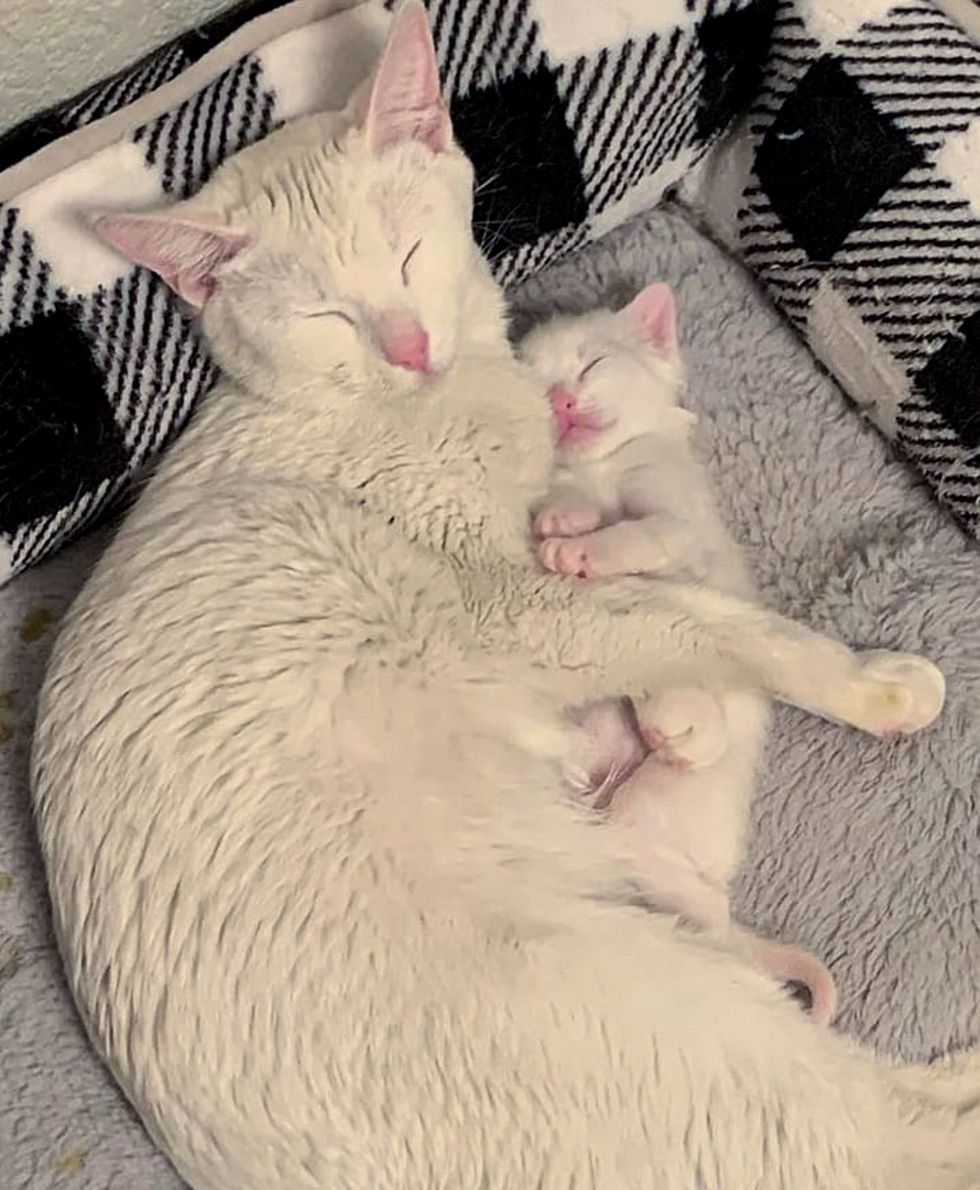 white cat kitten snuggles