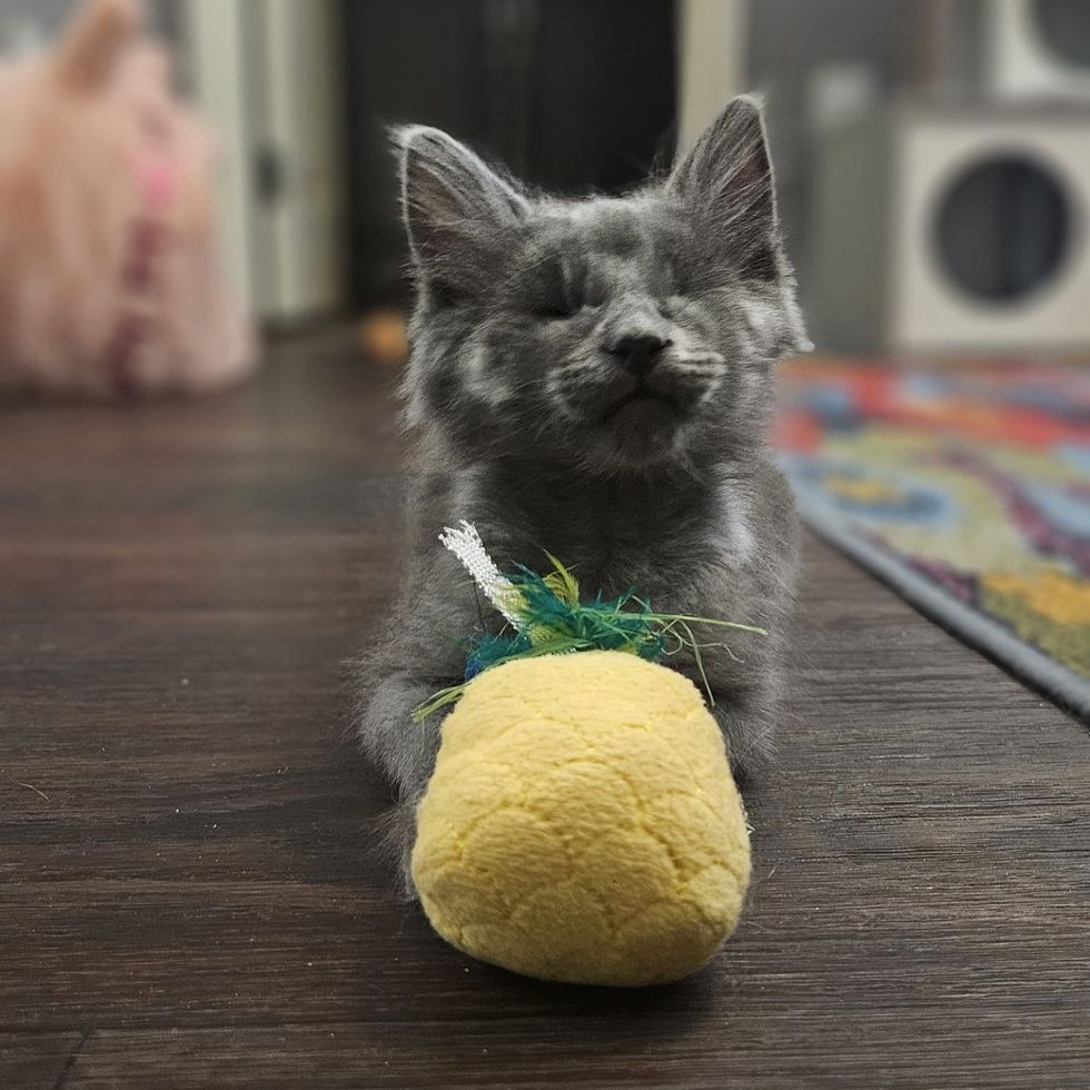 gray unsighted  kitten