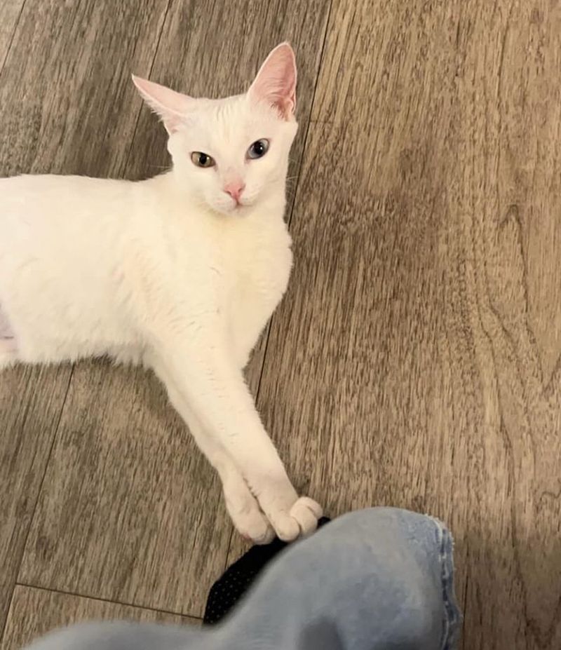 deaf cat friendly playful