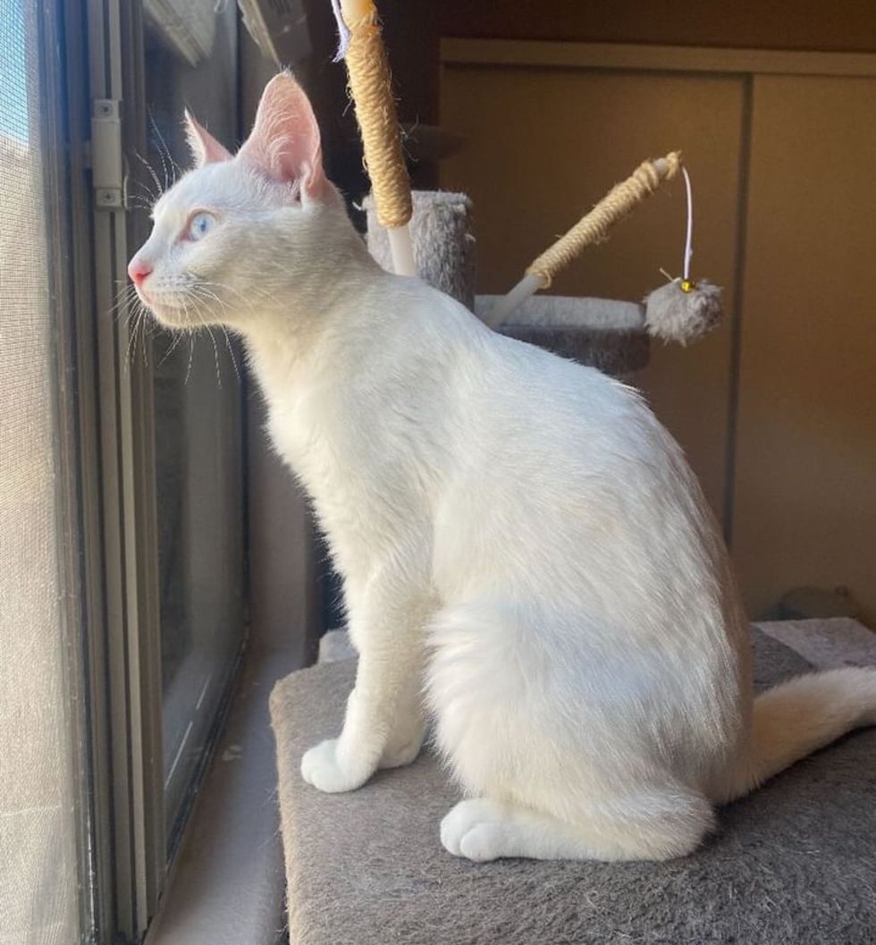 deaf cat window watching