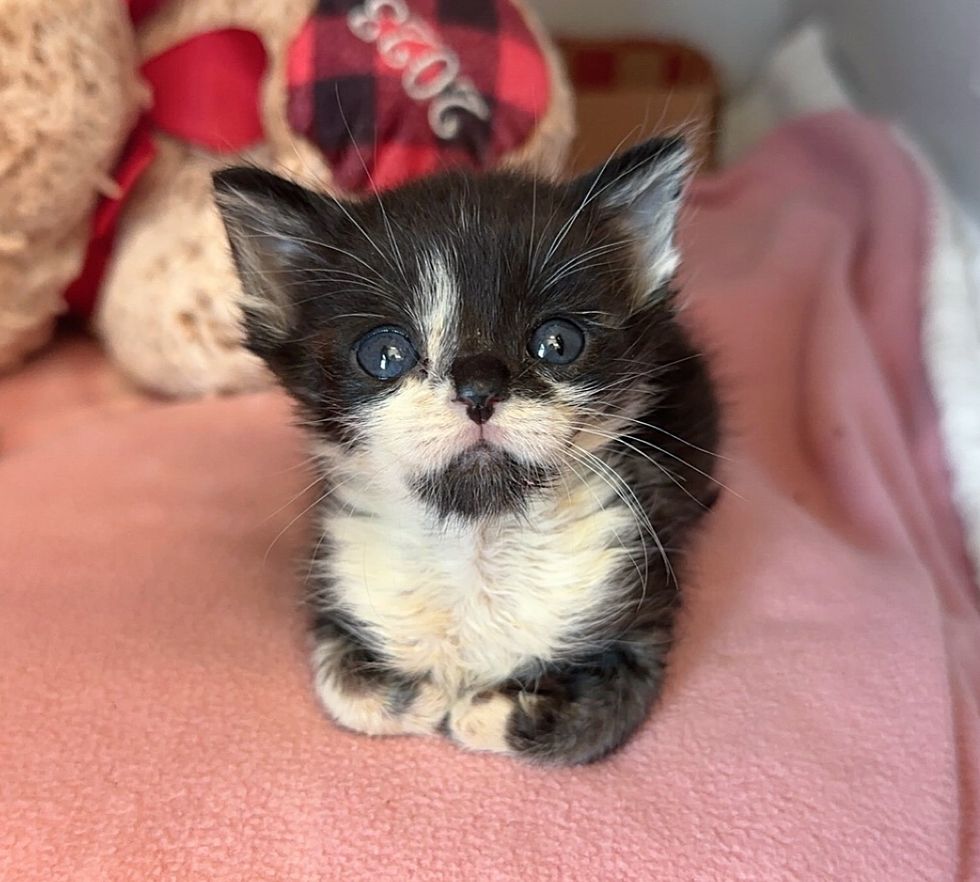 tiny loafing kitten