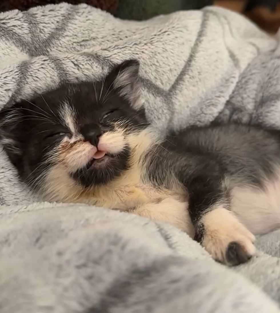 sleeping smiling kitten