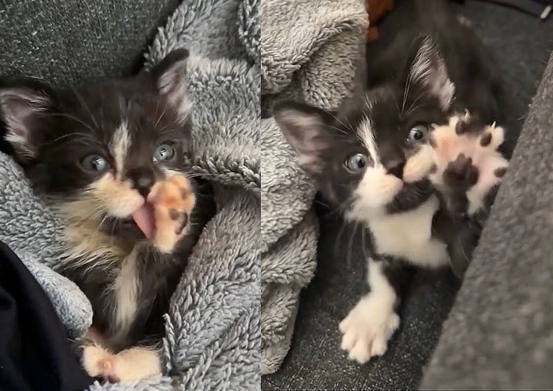 playful tiny kitten