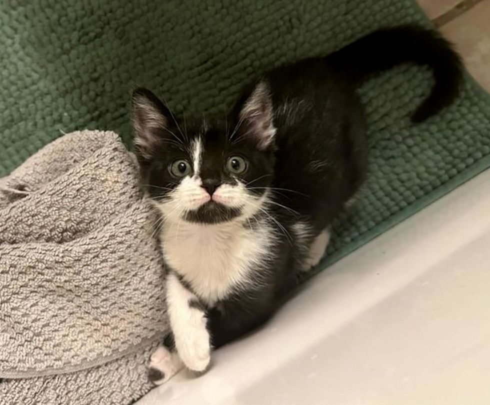 tuxedo kitten cute