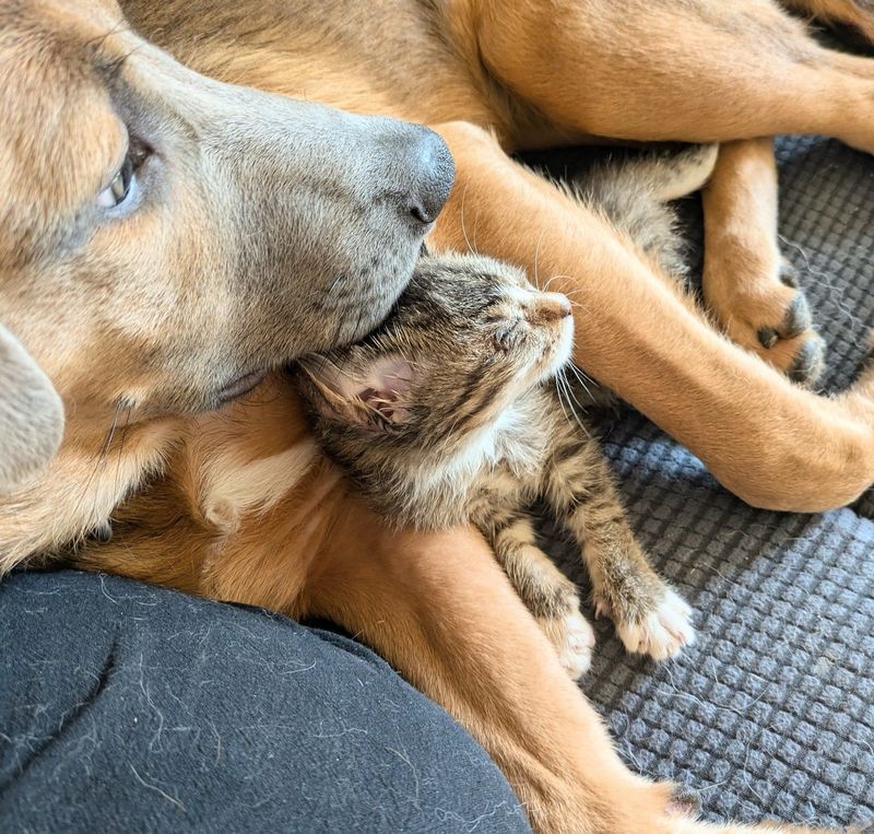 puppy kitten snuggles