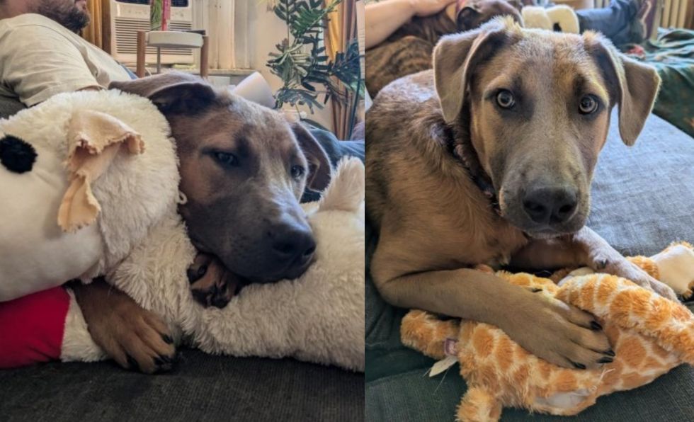 puppy stuffed toys snuggles