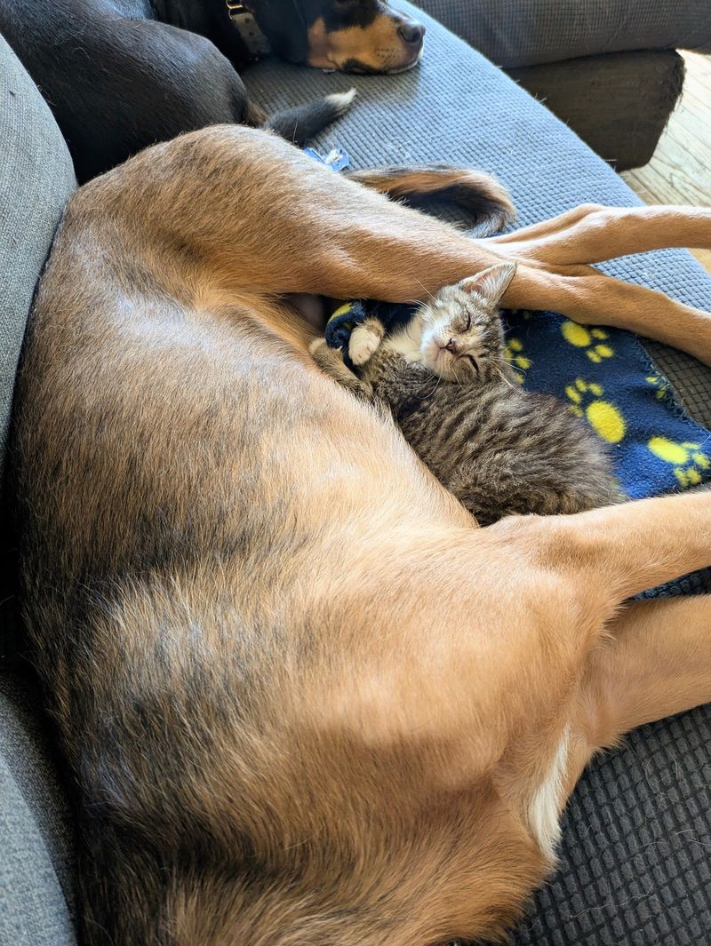 dog kitten friends cuddles