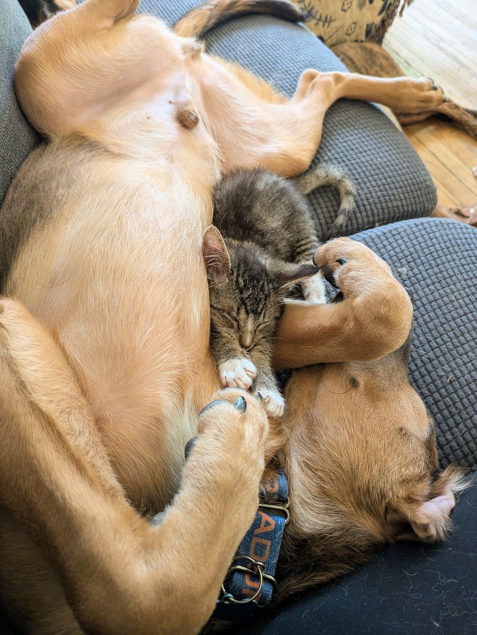 kitten puppy cuddle buddies