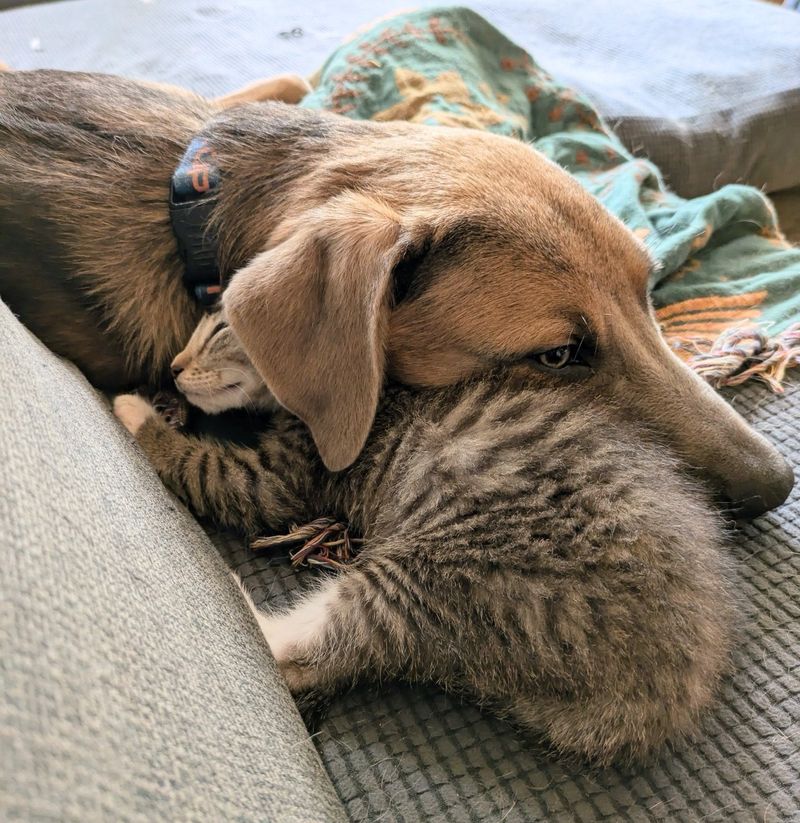 kitten dog best friends