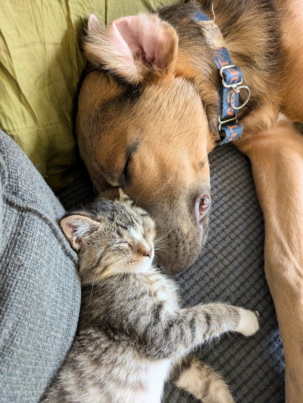 kitten puppy canine  champion  friends