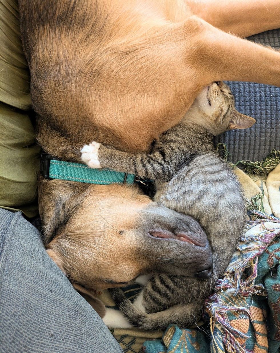 best friends dog kitten