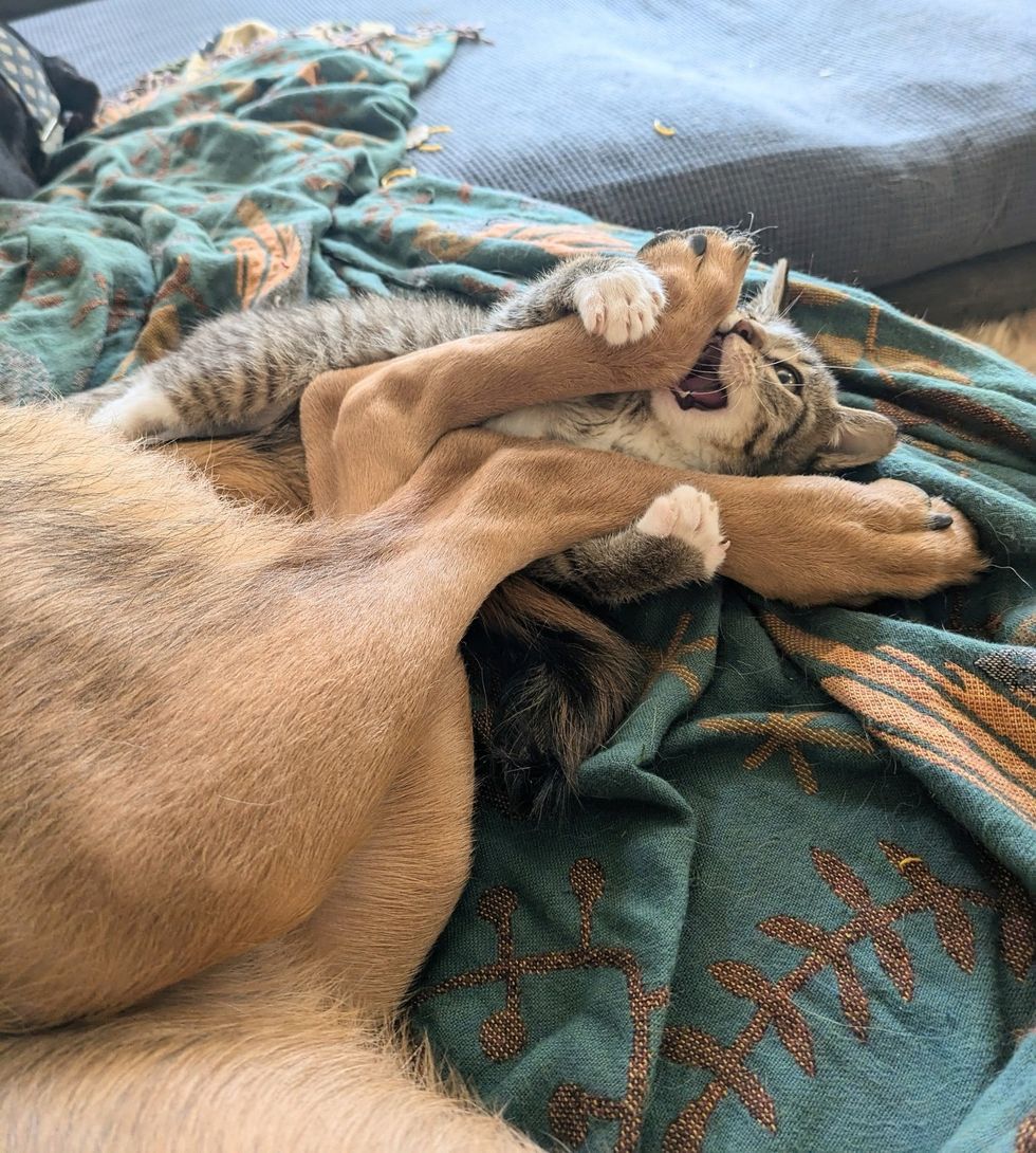 playful kitten dog feet