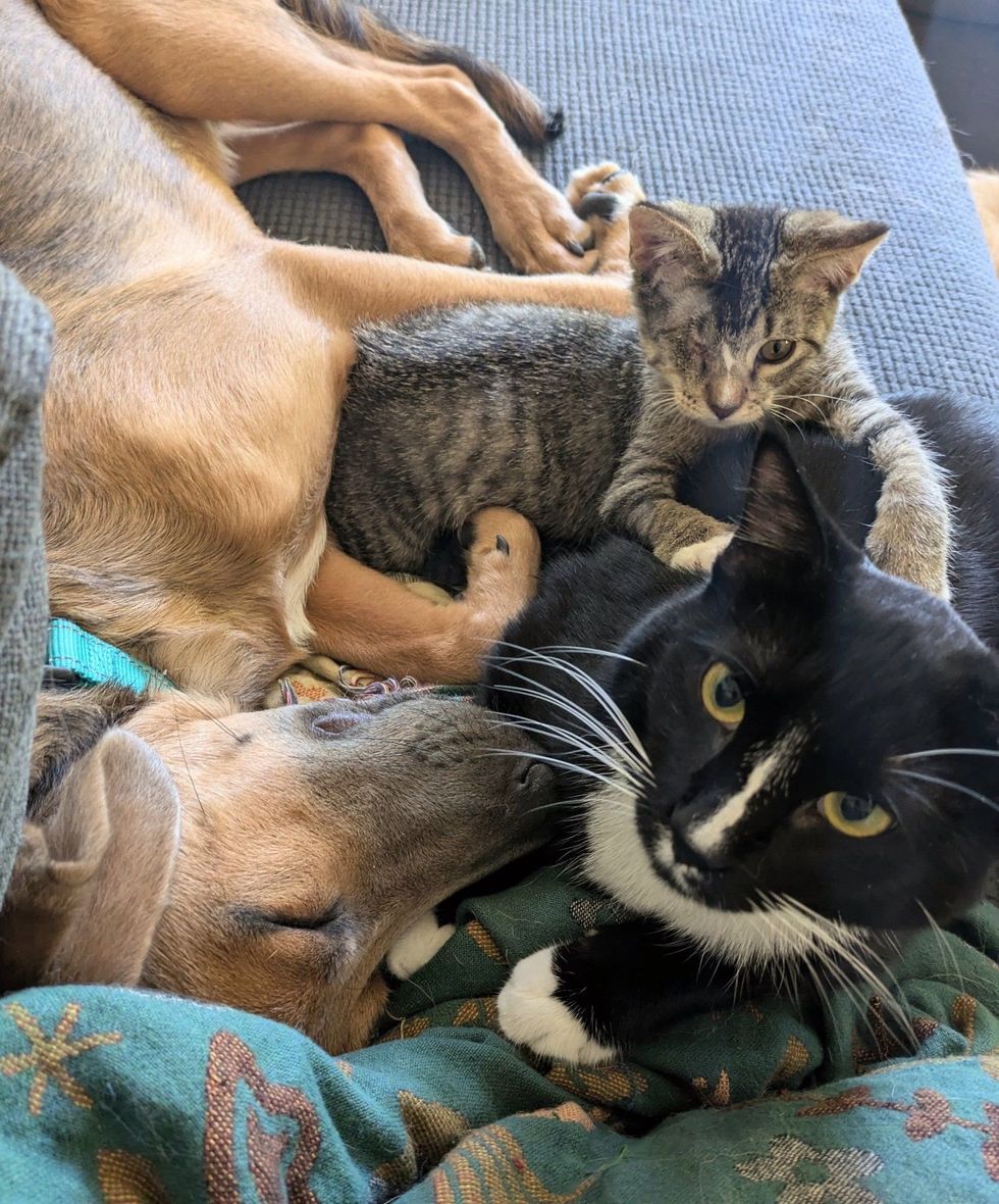 kitten cat dog friends