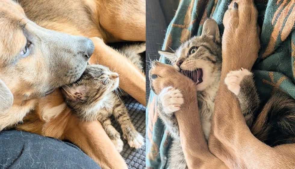 Kitten Steals the Heart of a Timid Puppy Who Finally Brightens Up as He Seeks Comfort from the Cat