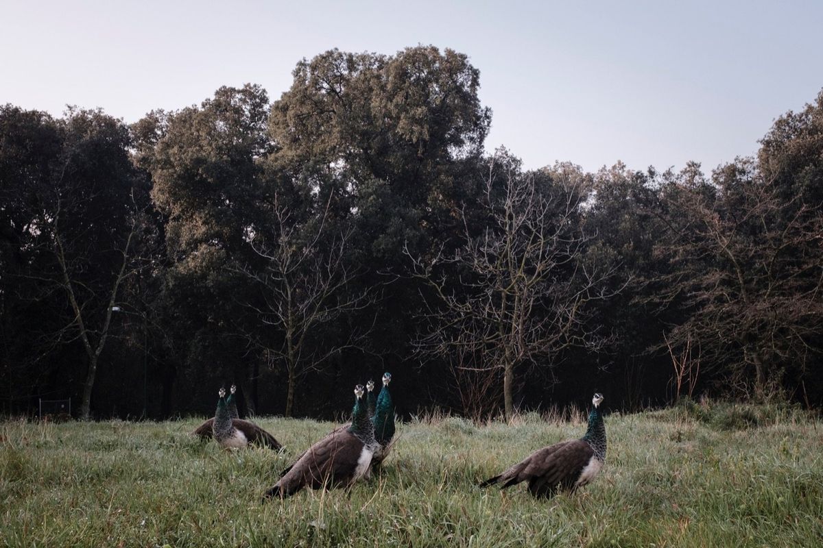 Ragusa Foto Festival