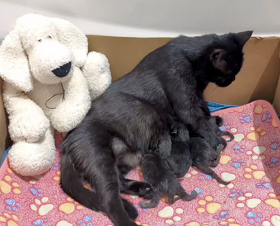 cat mom nursing kittens panther