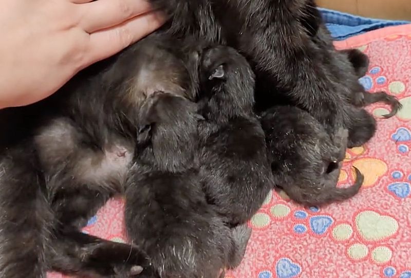 kittens nursing cat mom