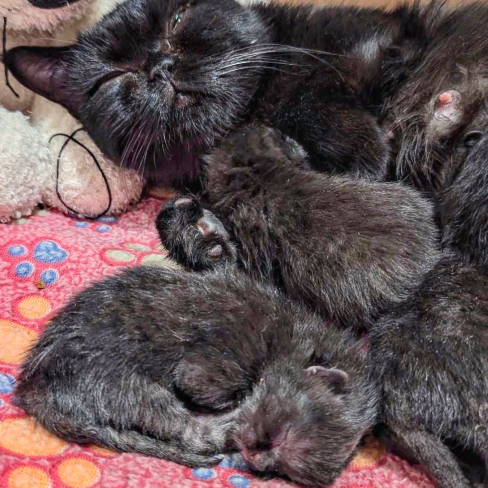 sweet feline  newborn kittens