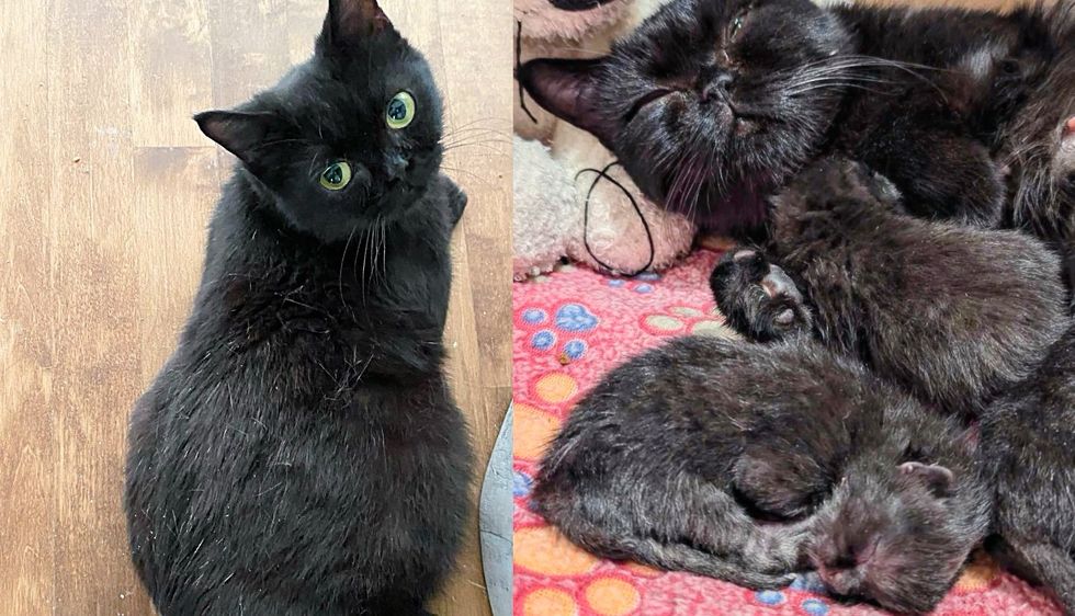 People Bring a Stray Cat to Safety Only to Discover They Have Also Saved 4 Tiny Kittens