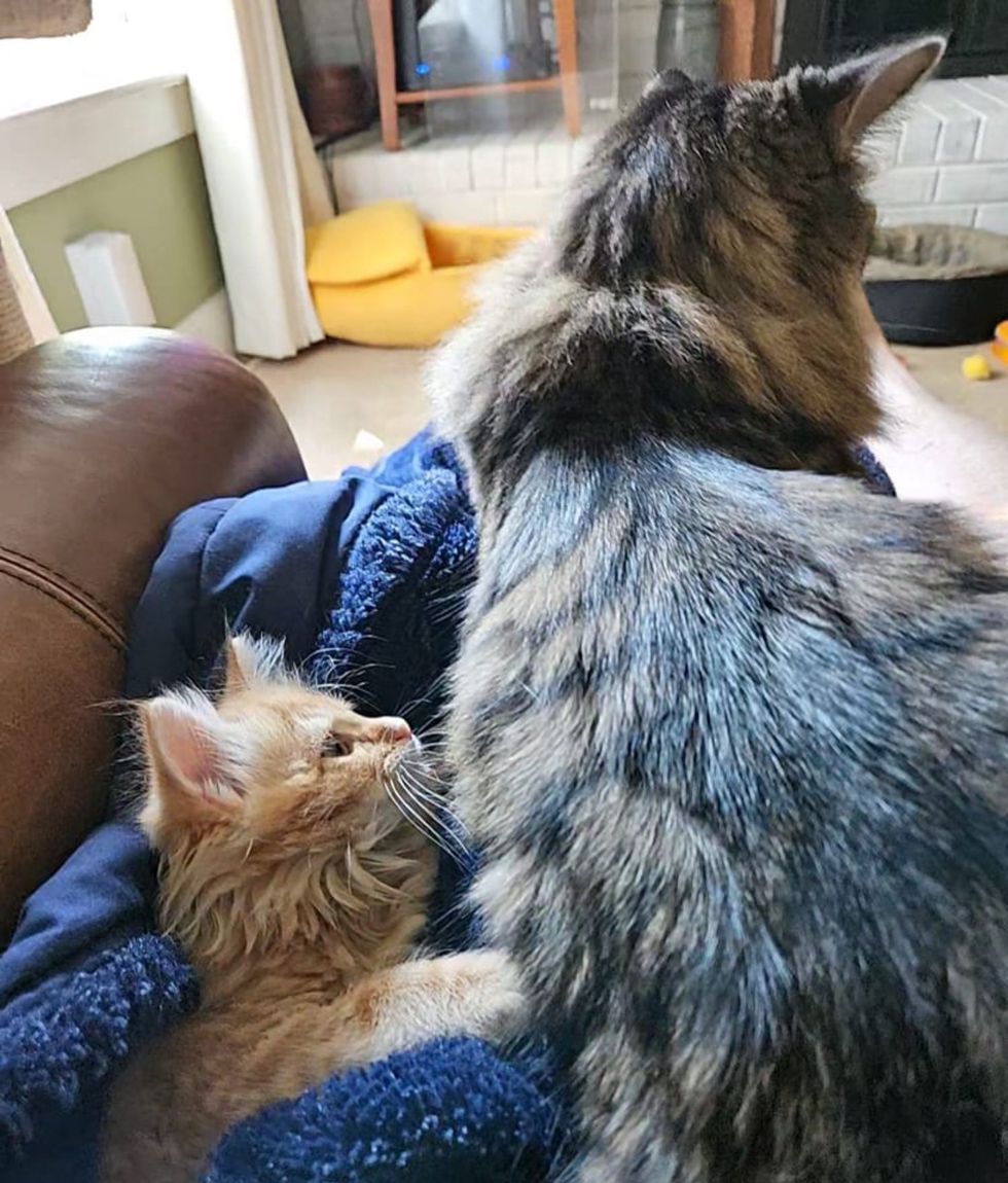 ginger kitten tabby feline  snuggles