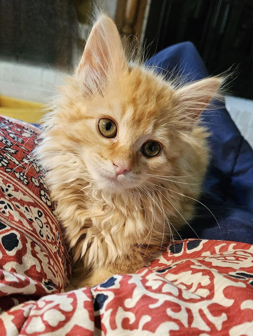 fluffy ginger kitten thigh  cat