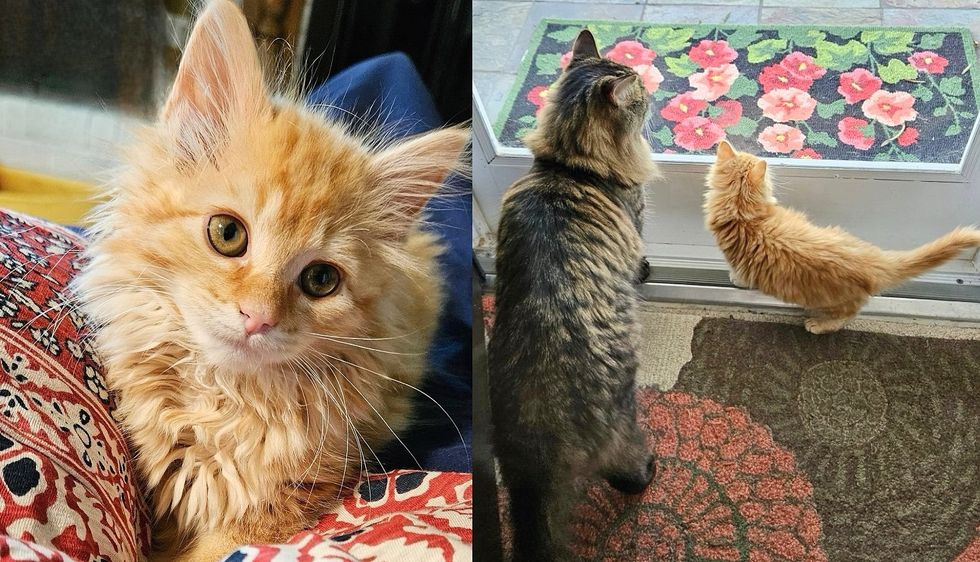 Kitten Comes from Under a Deck, Determined to Convince a Resident Cat that They Should Be Together for Life