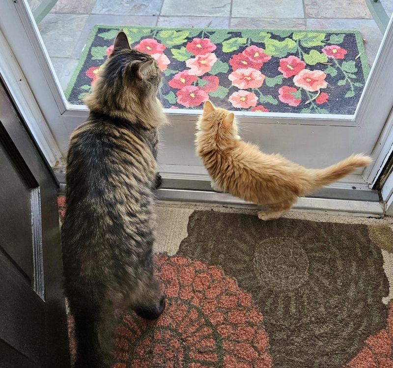 cat kitten watching birds