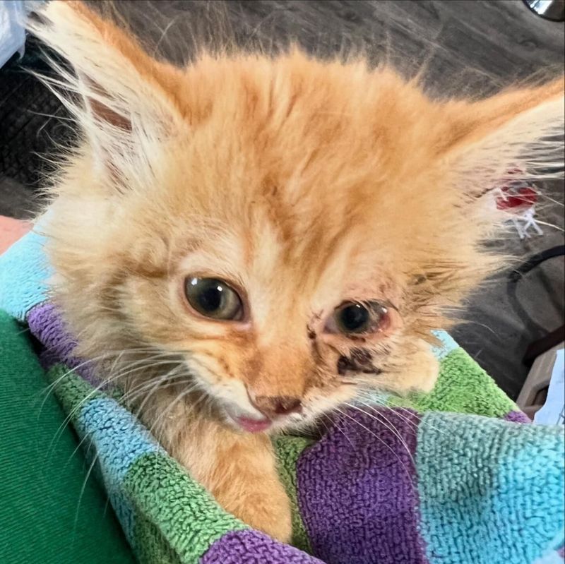 kitten rescued purrito